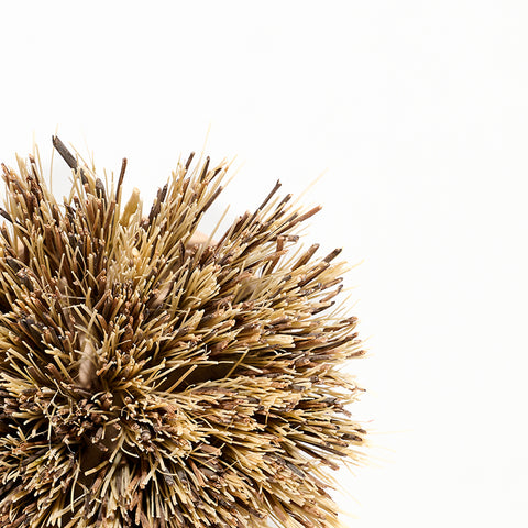 Scrub Brushes