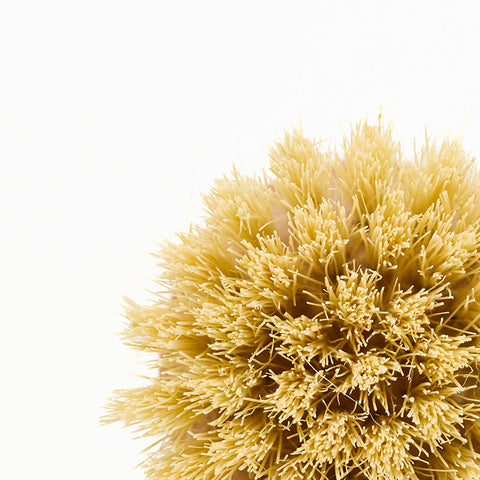 Scrub Brushes