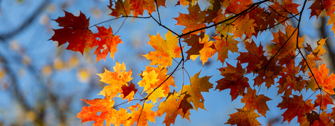 Fall Favorites