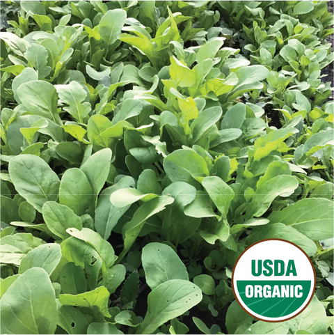 Arugula Rocket Seed Packet