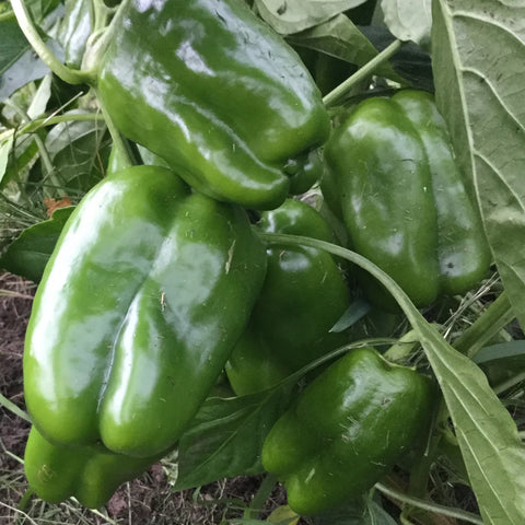 King of the North Circle Pepper Seed Packet