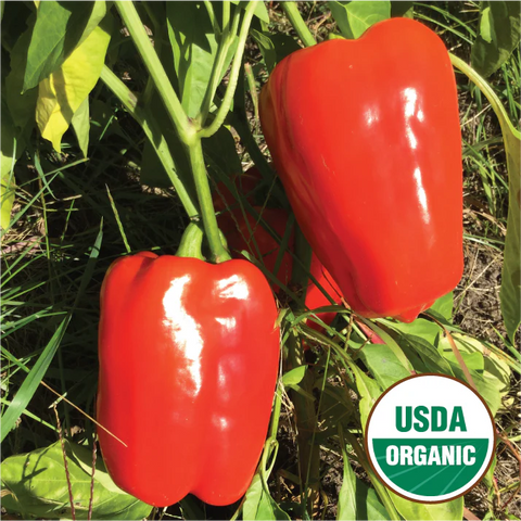 King of the North Circle Pepper Seed Packet