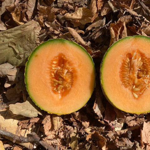 Musketeer Melon Seed Packet