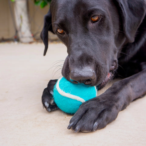 Wool Tennis Ball